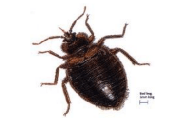 Bed Bugs Preparation